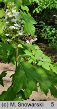 Hydrangea quercifolia (hortensja dębolistna)