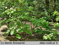 Hydrangea quercifolia (hortensja dębolistna)