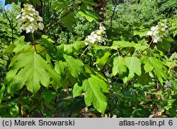 Hydrangea quercifolia (hortensja dębolistna)