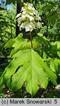 Hydrangea quercifolia (hortensja dębolistna)