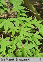 Acer pauciflorum