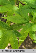 Acer pauciflorum