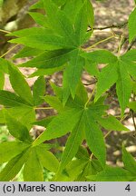 Acer pauciflorum