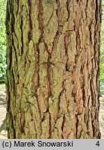 Pinus coulteri (sosna Coltuer'a)