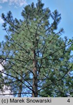 Pinus coulteri (sosna Coltuer'a)