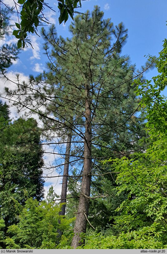 Pinus coulteri (sosna Coltuer'a)