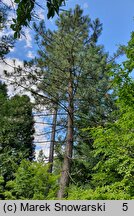 Pinus coulteri (sosna Coltuer'a)