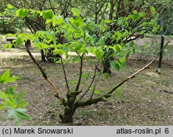 Sinowilsonia henryi (sinowilsonia Henry'ego)