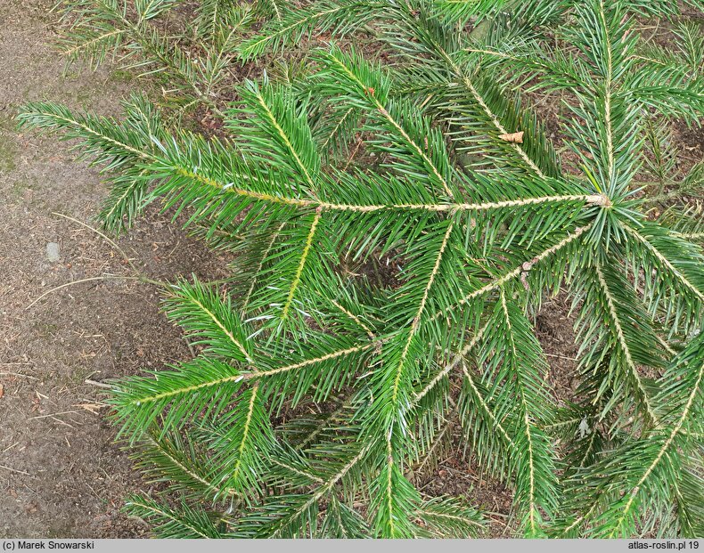 Abies spectabilis (jodła himalajska)