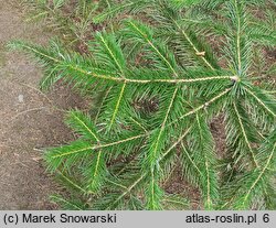 Abies spectabilis (jodła himalajska)