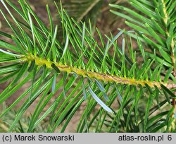 Abies spectabilis (jodła himalajska)