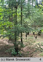 Abies spectabilis (jodła himalajska)