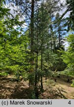 Abies spectabilis (jodła himalajska)