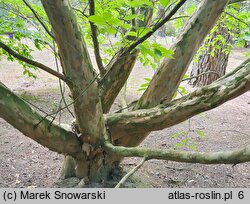 Stewartia pseudocamellia (stewarcja kameliowata)