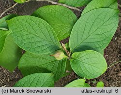 Stewartia pseudocamellia (stewarcja kameliowata)