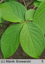 Stewartia pseudocamellia (stewarcja kameliowata)