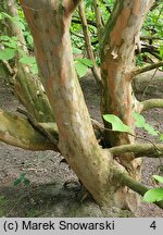 Stewartia pseudocamellia (stewarcja kameliowata)