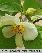 Stewartia pseudocamellia (stewarcja kameliowata)