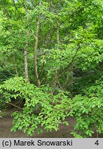 Stewartia pseudocamellia (stewarcja kameliowata)