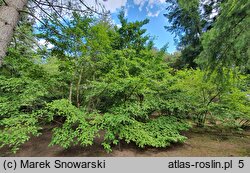 Stewartia pseudocamellia (stewarcja kameliowata)