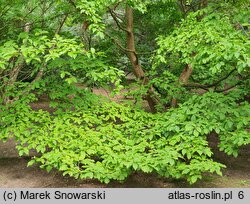 Stewartia pseudocamellia (stewarcja kameliowata)