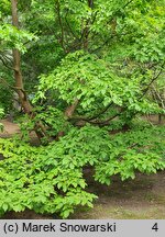 Stewartia pseudocamellia (stewarcja kameliowata)