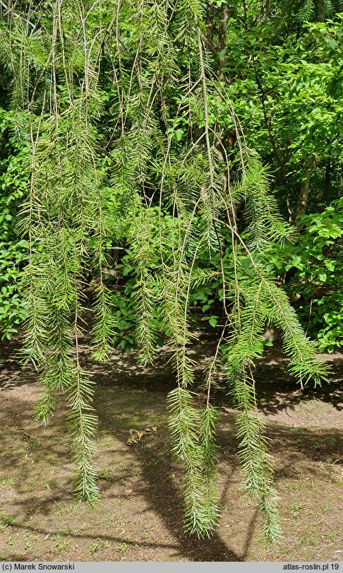 Pseudotsuga macrocarpa (daglezja wielkoszyszkowa)