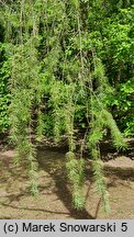 Pseudotsuga macrocarpa (daglezja wielkoszyszkowa)