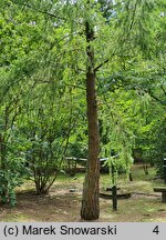 Pseudotsuga macrocarpa (daglezja wielkoszyszkowa)