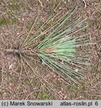 Pinus coulteri (sosna Coltuer'a)