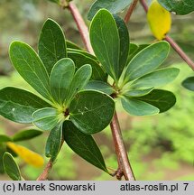 Berberis buxifolia (berberys bukszpanolistny)