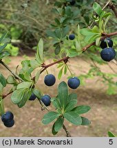 Berberis buxifolia (berberys bukszpanolistny)