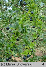 Berberis buxifolia (berberys bukszpanolistny)