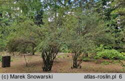 Berberis buxifolia (berberys bukszpanolistny)