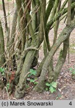 Berberis buxifolia (berberys bukszpanolistny)