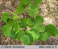 Corylopsis spicata (leszczynowiec kłosowy)