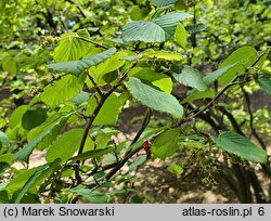 Corylopsis spicata (leszczynowiec kłosowy)