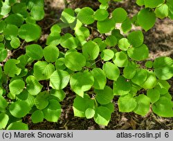 Corylopsis spicata (leszczynowiec kłosowy)