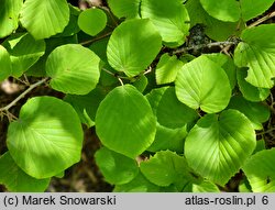 Corylopsis spicata (leszczynowiec kłosowy)