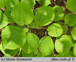 Corylopsis spicata (leszczynowiec kłosowy)