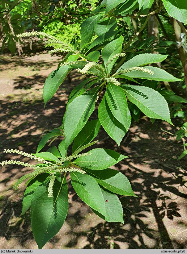 Clethra barbinervis (orszelina szara)