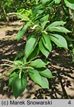 Clethra barbinervis (orszelina szara)