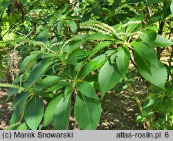 Clethra barbinervis (orszelina szara)