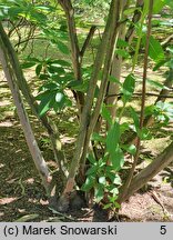 Clethra barbinervis (orszelina szara)