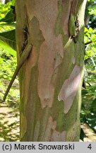 Clethra barbinervis (orszelina szara)