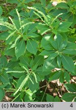 Clethra barbinervis (orszelina szara)