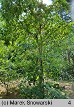 Clethra barbinervis (orszelina szara)