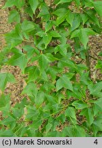 Acer buergerianum (klon trójzębny)