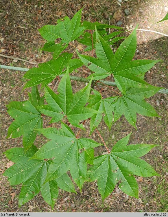 Acer campbellii (klon chiński)