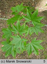 Acer campbellii (klon chiński)